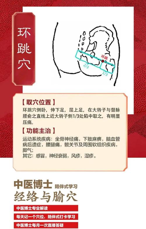环跳穴位位置图详解