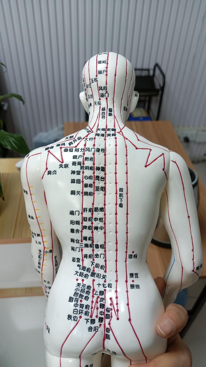 人体所有经络和穴位