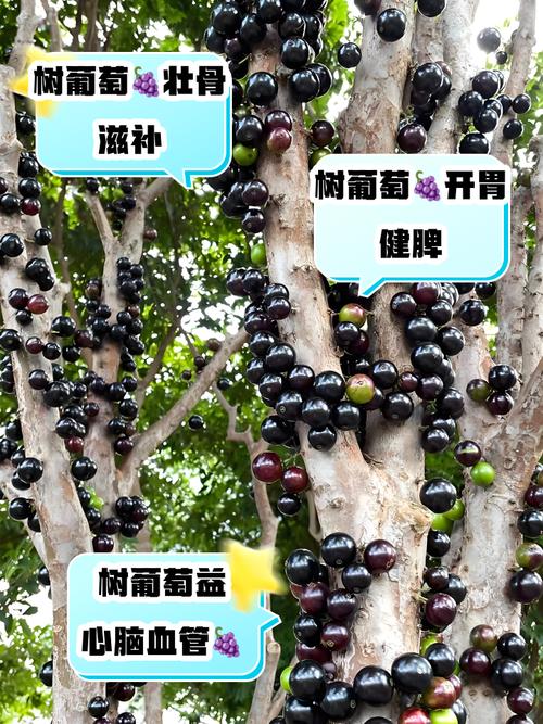 风湿吃葡萄有什么好处