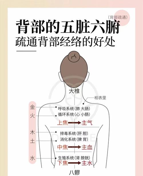 背部穴位对应的器官