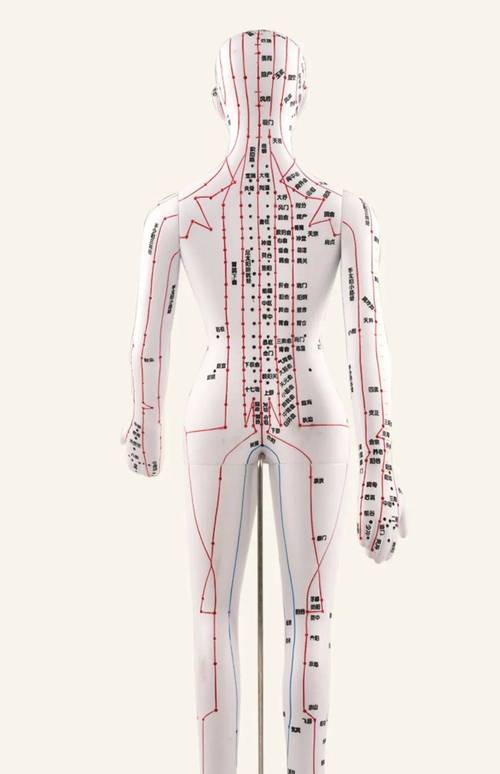 人体十二经络和穴位