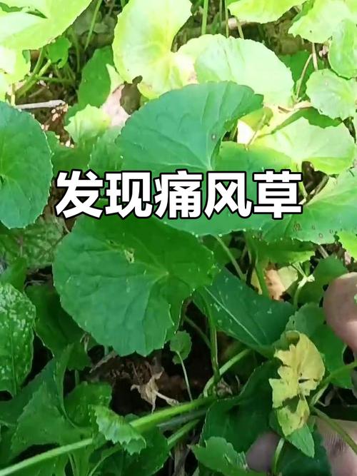 治风湿的草药什么最好