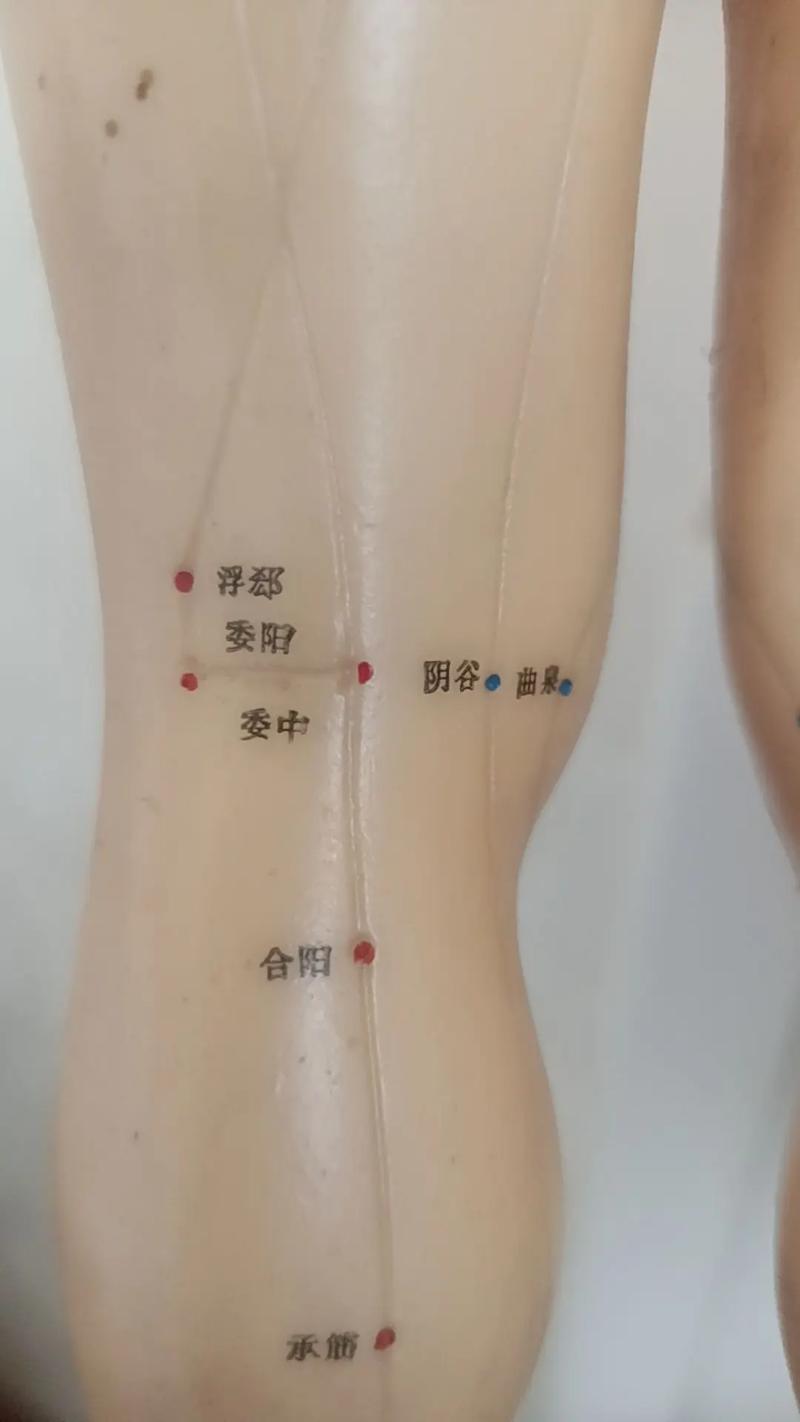 小腿寒凉贴什么穴位