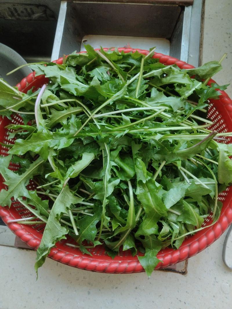 类风湿可以吃蒲公英吗