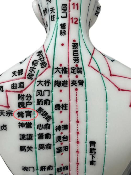 肩甲骨上的穴位.