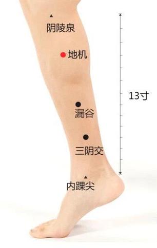 人体穴位地机管啥病
