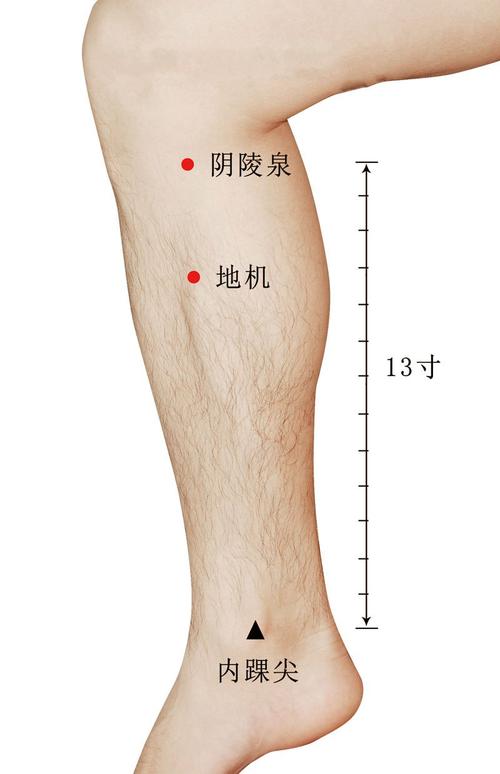 人体穴位地机管啥病