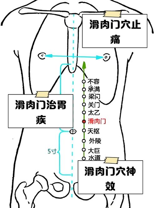 降血脂穴位滑肉门穴