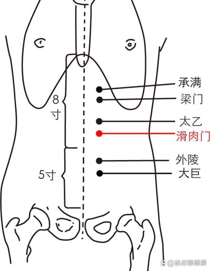 降血脂穴位滑肉门穴