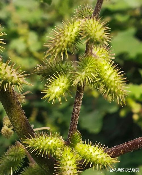 苍耳草治风湿真的好吗