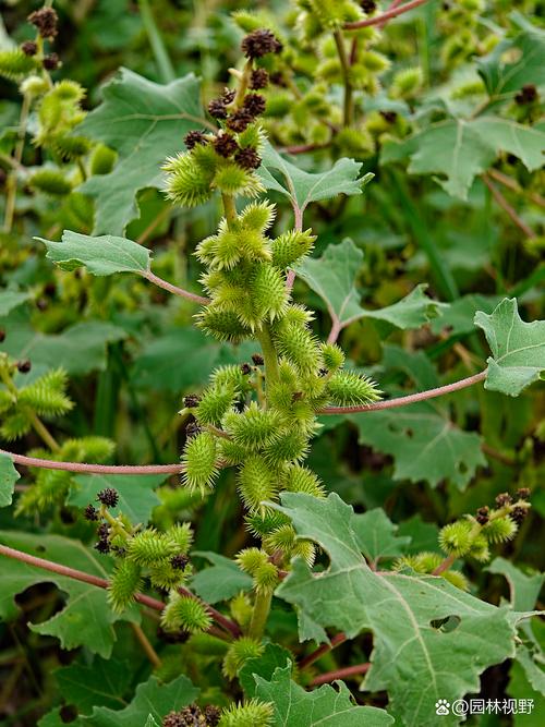 苍耳草治风湿真的好吗