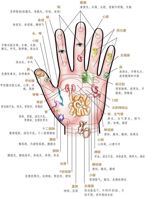 右手手掌穴位反射区