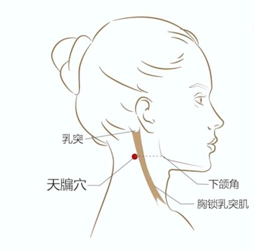 人体脖子周围穴位图