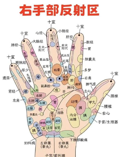 右手的穴位对应内脏