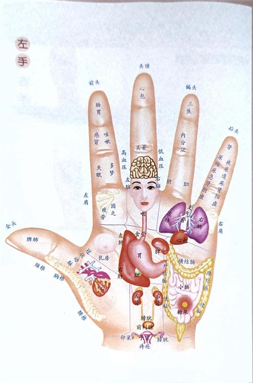 人体穴位对应的脏器