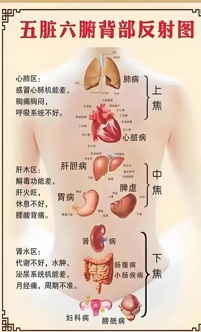 人体穴位对应的脏器