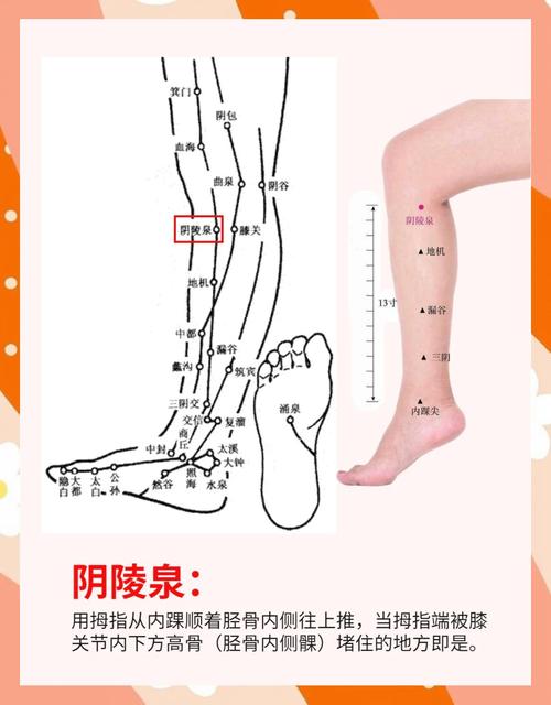 穴位密码网阴陵泉穴