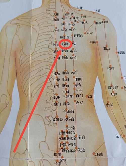 胸椎疼针灸什么穴位