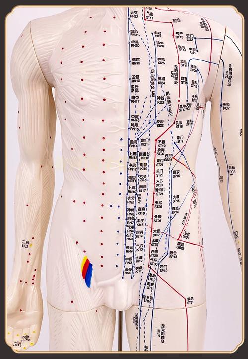 人体全是穴位按摩图