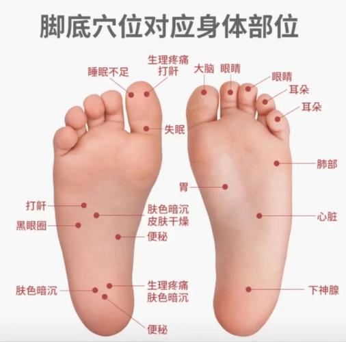 足底按摩腿部穴位图