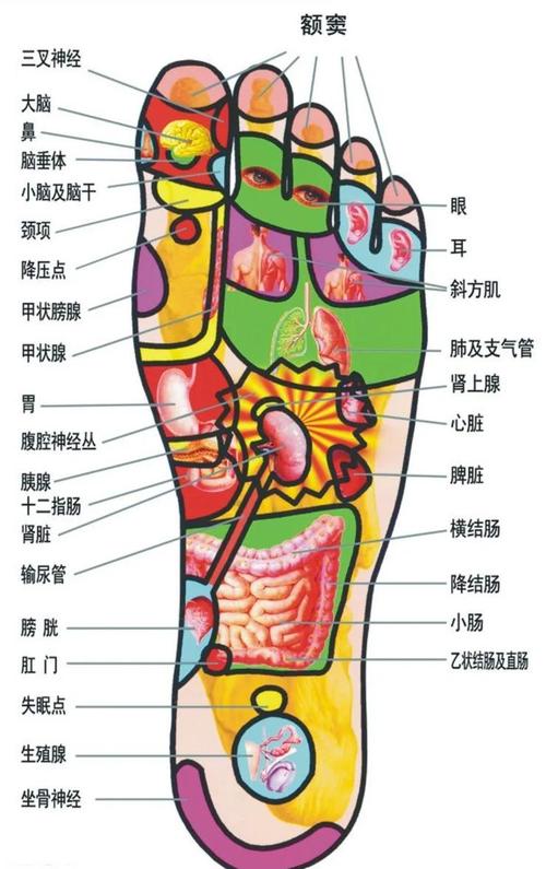 足底按摩腿部穴位图