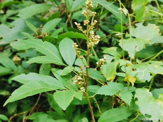 什么中药治风湿关节显