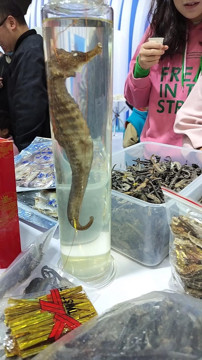 海马泡酒可以治风湿吗