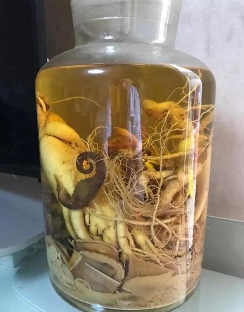 海马泡酒可以治风湿吗