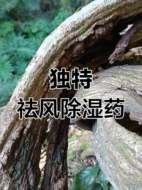 贵州苗家草药风湿神方