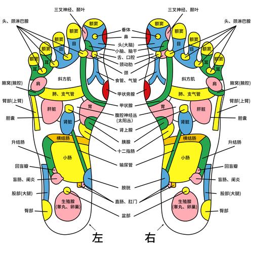 足底按摩脚背穴位图