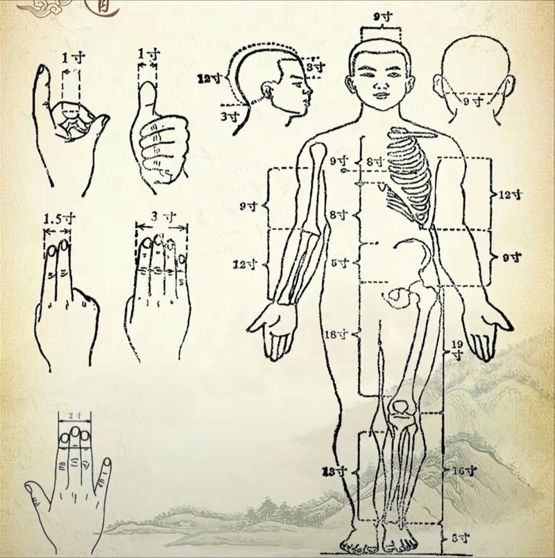 穴位的定位方法包括
