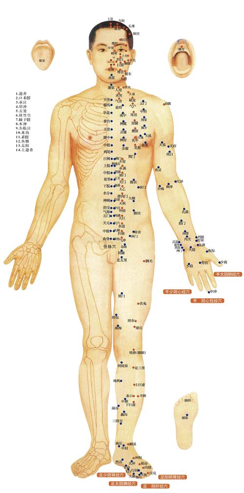 穴位 分布图 图解