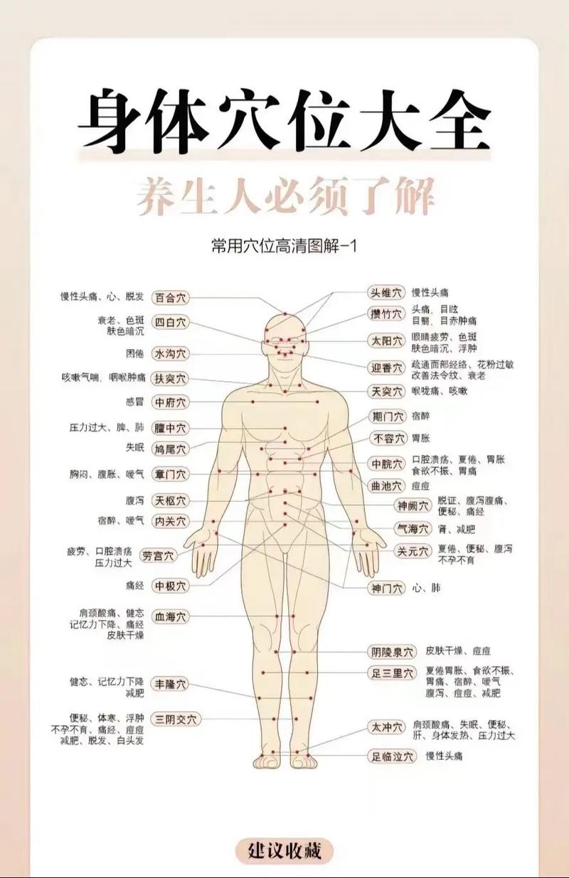 穴位 分布图 图解
