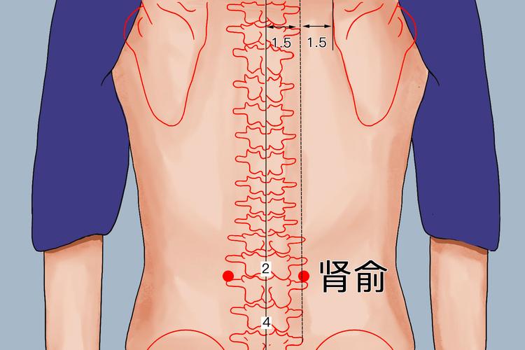 治疗肾上腺最好穴位