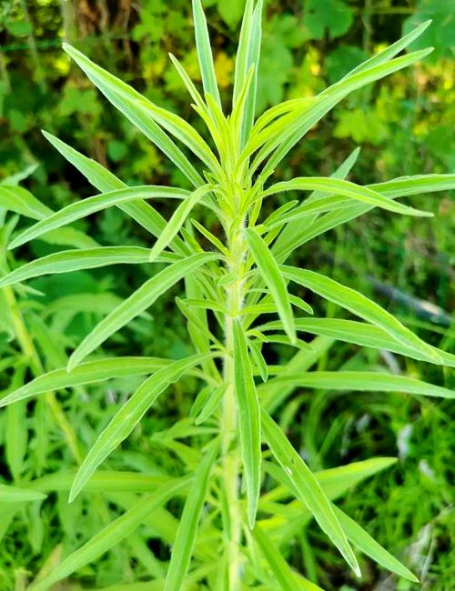 什么草药治风湿效果好