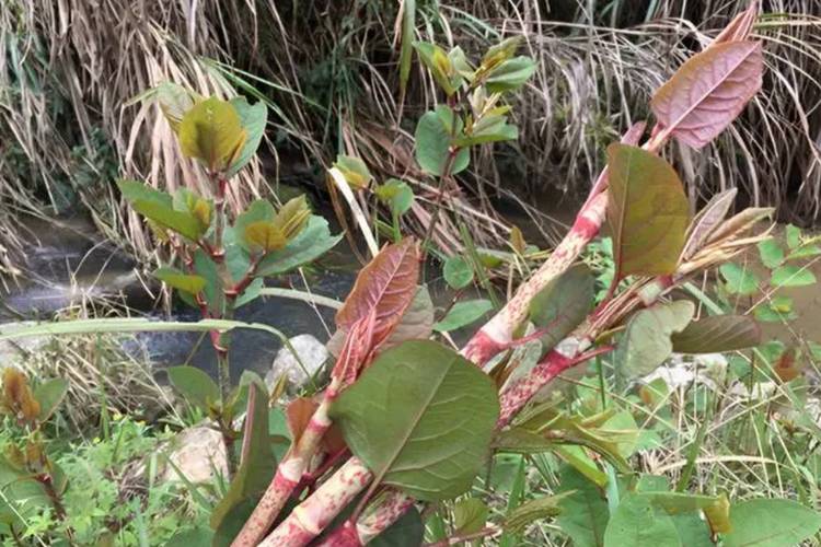 各种风湿痛风草药图片