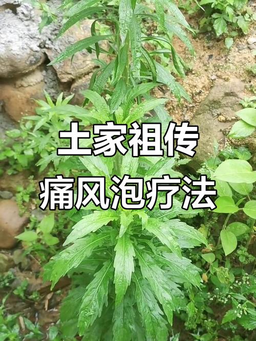 各种风湿痛风草药图片