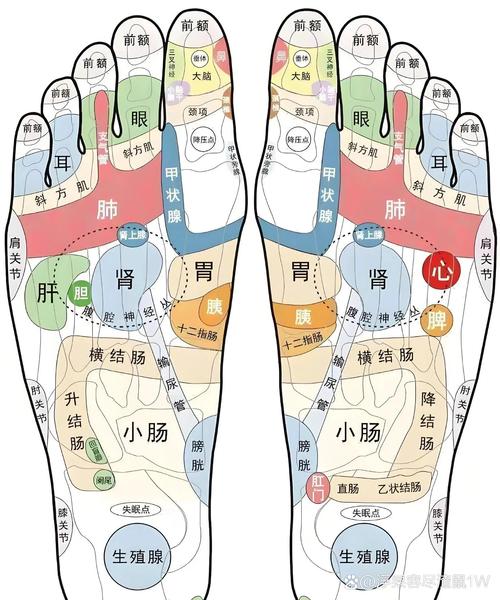 足底穴位图 肾脏