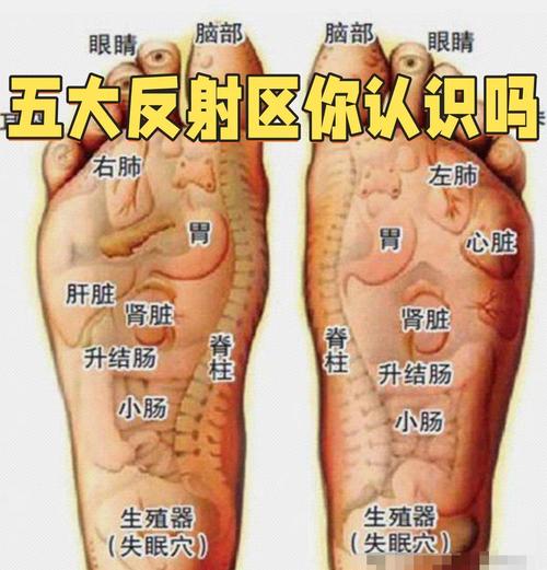 足底穴位图 肾脏