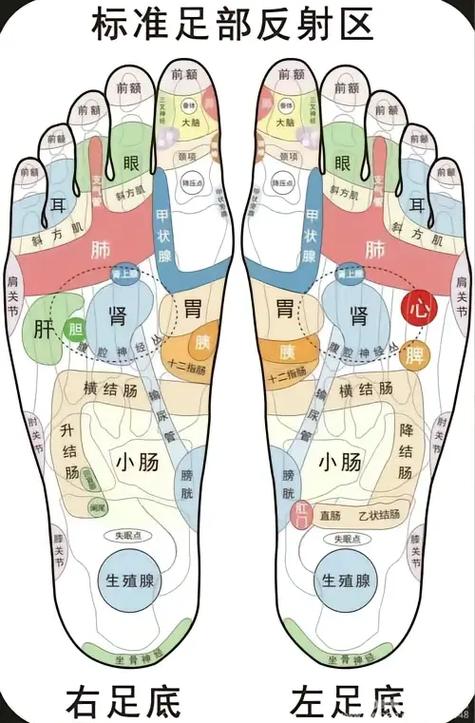 足底穴位图 肾脏
