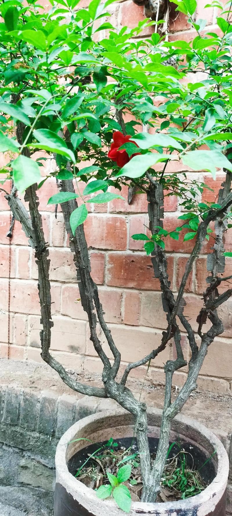 鬼见愁树干怎样治风湿