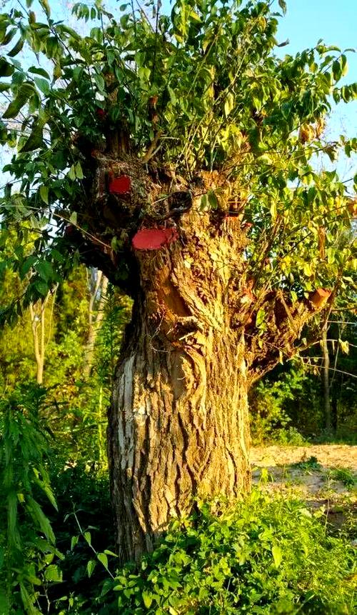 鬼见愁树干怎样治风湿