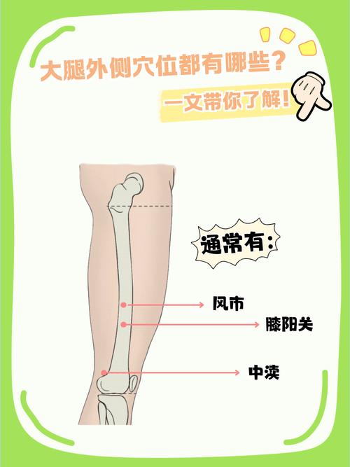 人体腿部穴位 外侧