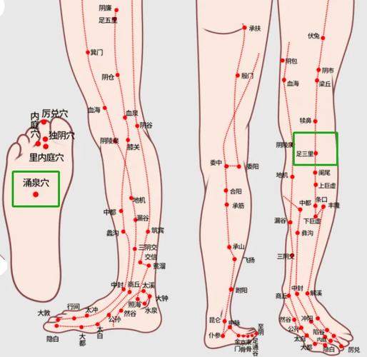 人体腿部穴位 外侧