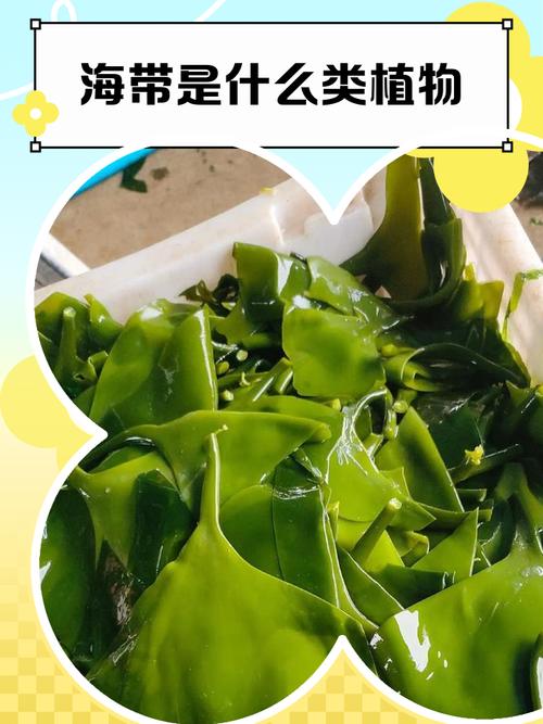 有风湿的人能吃海带吗