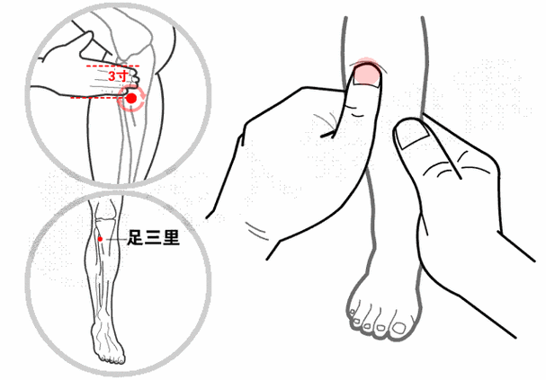 人体穴位图 动态