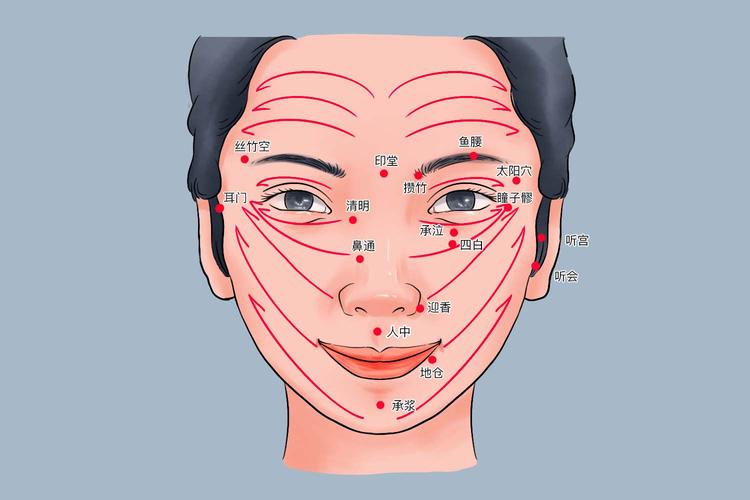 脸部穴位 经络走向